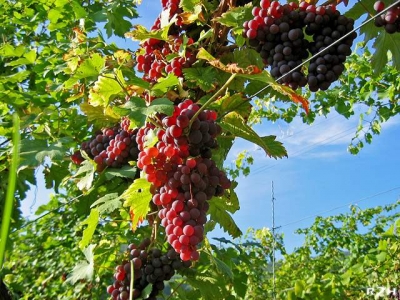 vin-schneider-11.jpg